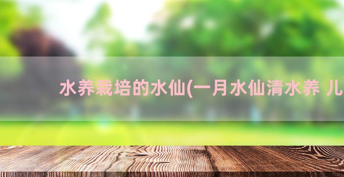 水养栽培的水仙(一月水仙清水养 儿歌)